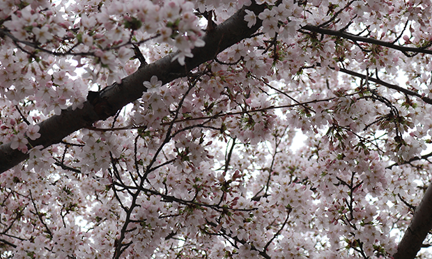 Tree blossom, April 2021